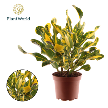 Kroton variegatum 'Yellow Mammi' F00005030