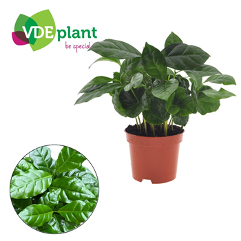 Coffea arabica F00004999