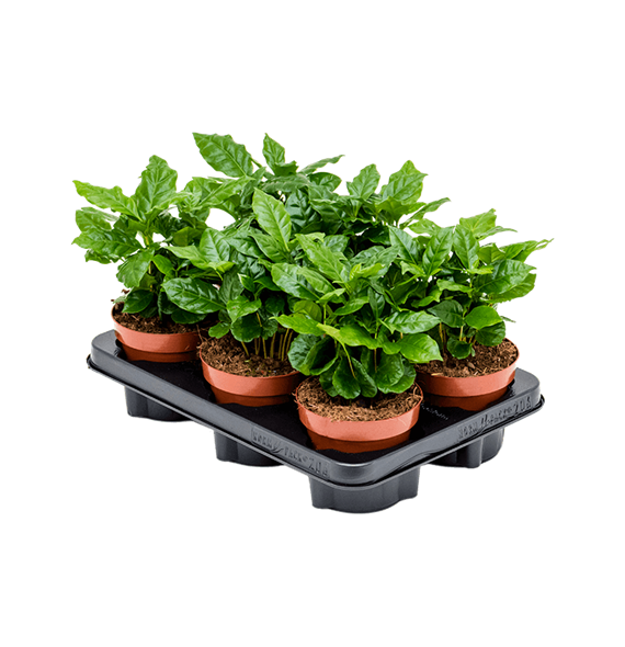 Coffea arabica 6/tray 4COARBP12