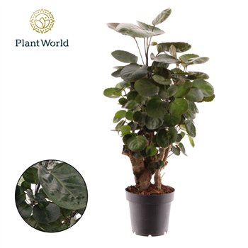 Polyscias fabian Fabian 1 pp 45cm 12cm Q4983