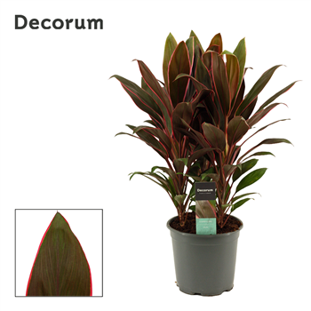 Cordyline Rumba F00000625