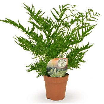 Pteris straminea 40cm 12cm Q5055