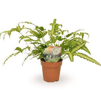 Pteris albolineata 35cm 12cm Q5059