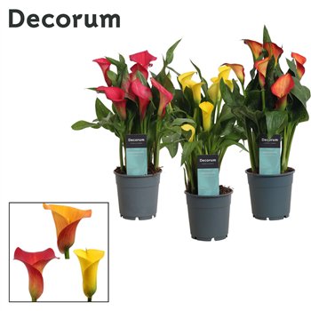 Kala mix sunny (Calla) Sunny Mix (Decorum)fl 35cm 12cm Q5065