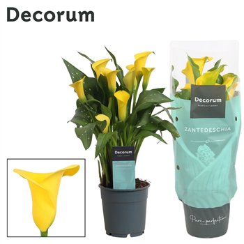 Kala sunclub (Calla) Geel (Decorum)4 fl 35cm 12cm Q5067