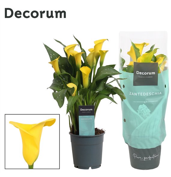 Kala sunclub (Calla) Geel (Decorum)4 fl 35cm 12cm Q5067