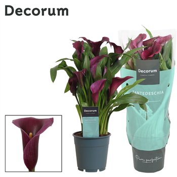Kala paco (Calla) Paars (Decorum)4 fl 35cm 12cm Q5068
