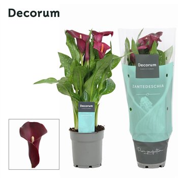 Kala royal valentine (Calla) Bordeaux Rood (Decorum)4 fl 35cm 12cm Q5080