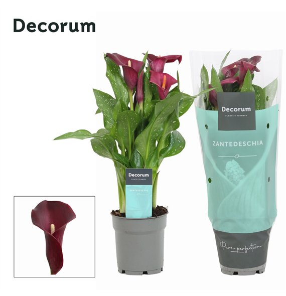 Kala royal valentine (Calla) Bordeaux Rood (Decorum)4 fl 35cm 12cm Q5080