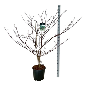 Cornus controversa 'Pagoda' F00007484