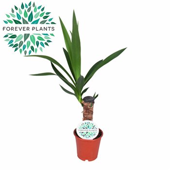 Juka p12  20 cm (1+ heads) 1 pp 40cm 12cm Q5120