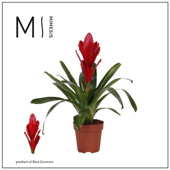 Vriesea intenso red Intenso Red - 12cm | Mimesis 42cm 12cm Q5129