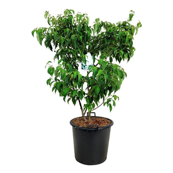 Cornus kousa 'China Girl' F00005857