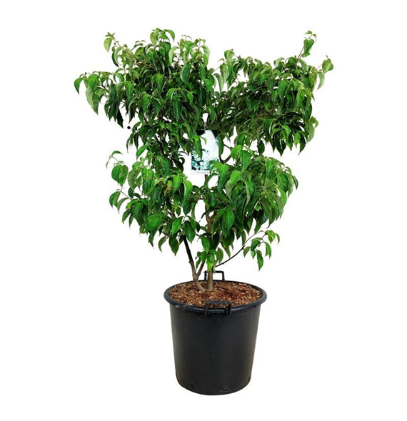 Cornus kousa 'China Girl' F00005857