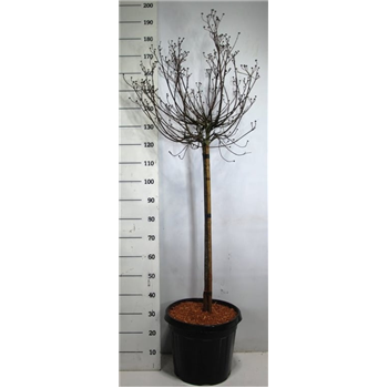 Cornus florida 'Rubra' F00006642