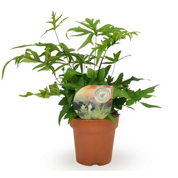 Doryopteris pedata 35cm 12cm Q5148