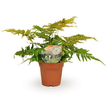 Dryopteris erythrosora 35cm 12cm Q5149