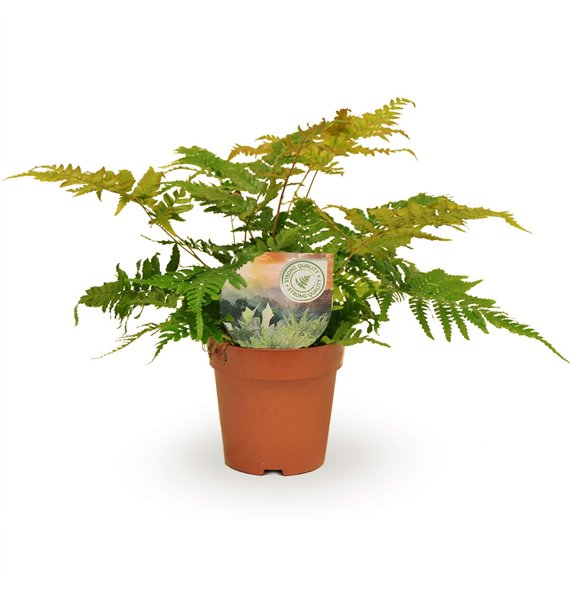 Dryopteris erythrosora 35cm 12cm Q5149