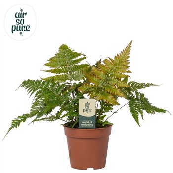 Dryopteris erythrosora - Air So Pure 35cm 12cm Q5162