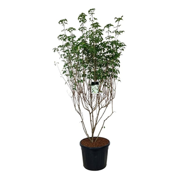 Cornus kousa 'Milky Way' F00006839