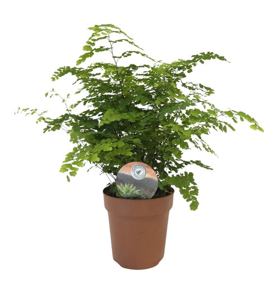 Adiantum fritz luthi Fritz Luthi35 cm diameter 35cm 12cm Q5164