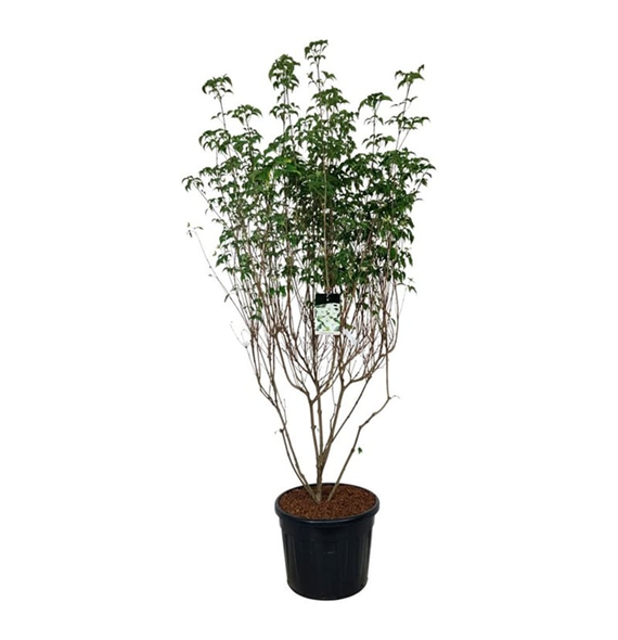 Cornus kousa 'Milky Way' F00006839