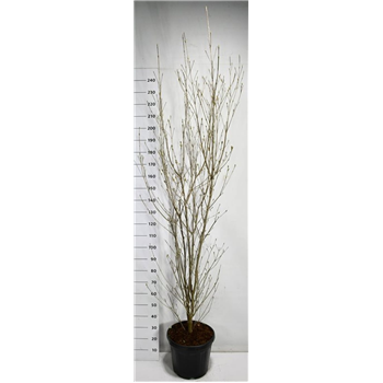 Cornus kousa 'Milky Way' F00006668