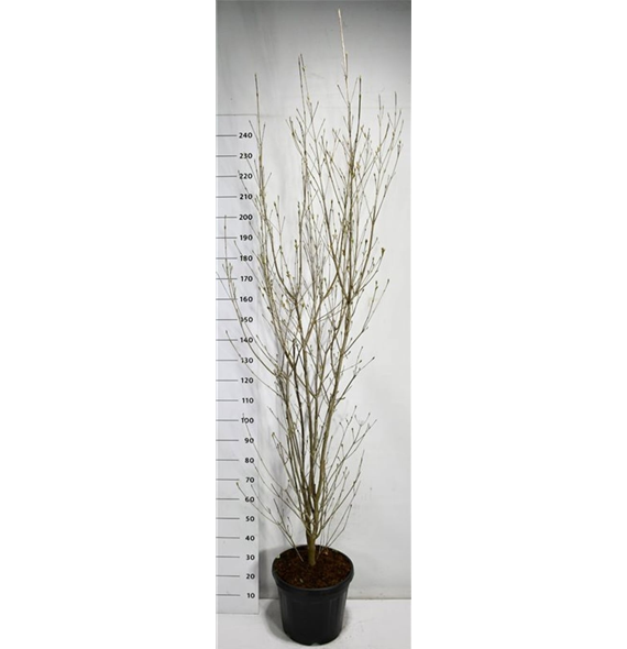 Cornus kousa 'Milky Way' F00006668