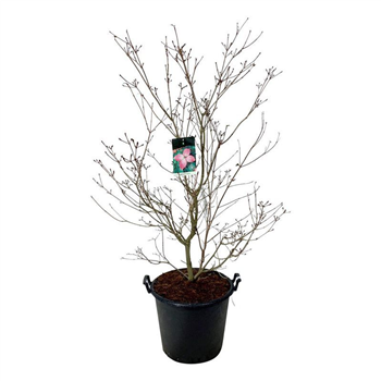 Cornus kousa 'Satomi' F00005528