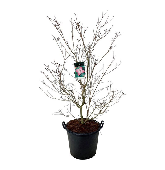 Cornus kousa 'Satomi' F00005528
