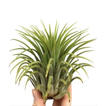 Tillandsia ionantha green xxxl1 fl 10cm 10cm Q5189