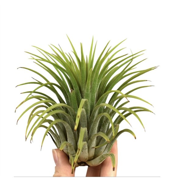 Tillandsia ionantha green xxxl1 fl 10cm 10cm Q5189