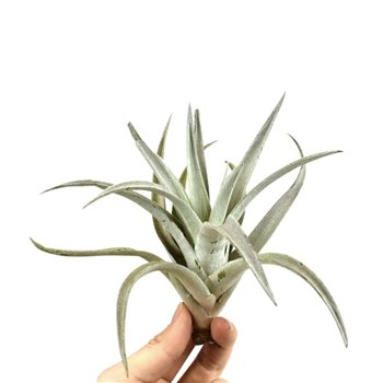 Tillandsia harissi 101591 tillandsia harissi1 fl 10cm 10cm Q5190