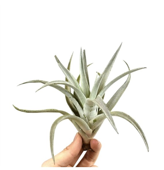 Tillandsia harissi 101591 tillandsia harissi1 fl 10cm 10cm Q5190