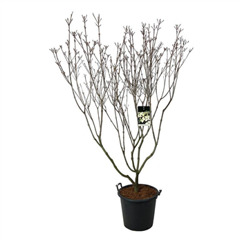Cornus kousa 'Schmetterling' F00005529