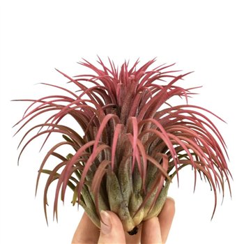 Tillandsia ionantha rood xxxl 1 fl 10cm 10cm Q5191
