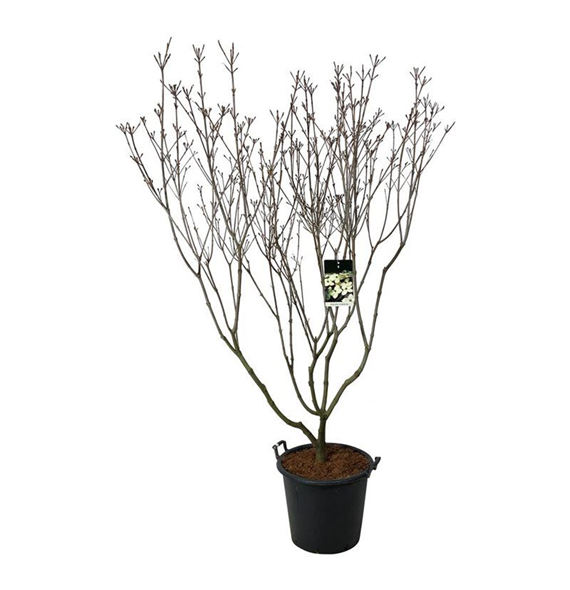 Cornus kousa 'Schmetterling' F00005529