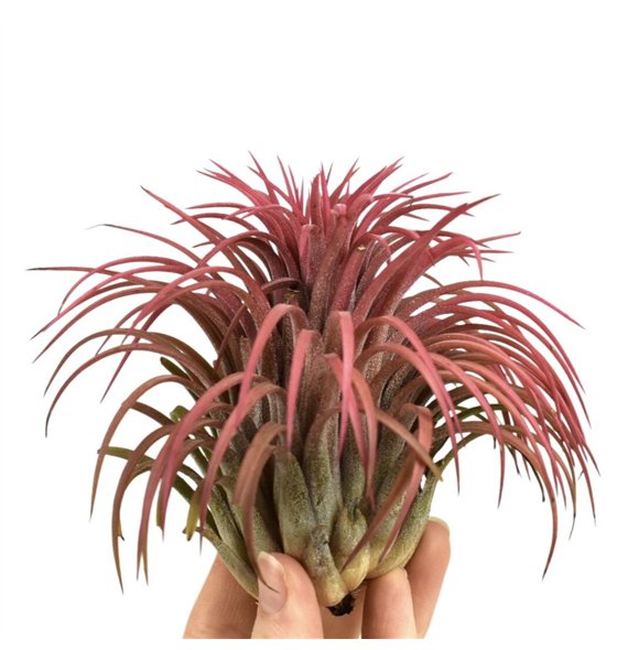 Tillandsia ionantha rood xxxl 1 fl 10cm 10cm Q5191
