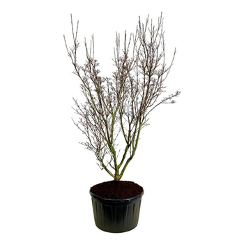 Cornus kousa 'Schmetterling' F00007270
