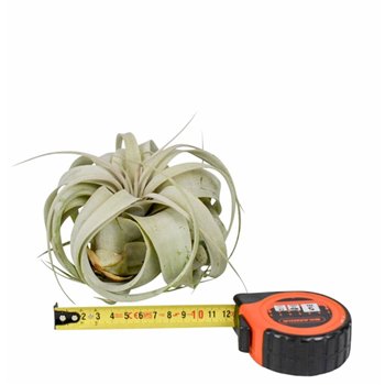 Tillandsia xerographica tillandsia x10overige fl 12cm 12.5cm Q5192