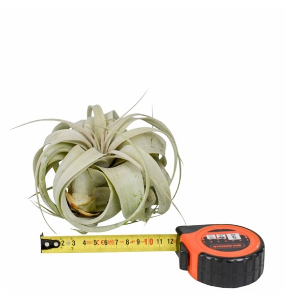 Tillandsia xerographica tillandsia x10overige fl 12cm 12.5cm Q5192