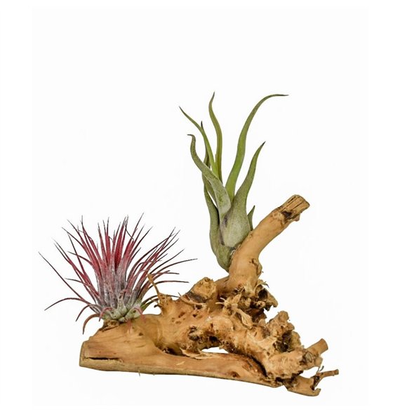 Tillandsia arrangement tillandsia wood small1 pp 2 fl 15cm 10cm Q5224