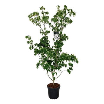 Cornus kousa 'Weisse Fontaine' F00005863
