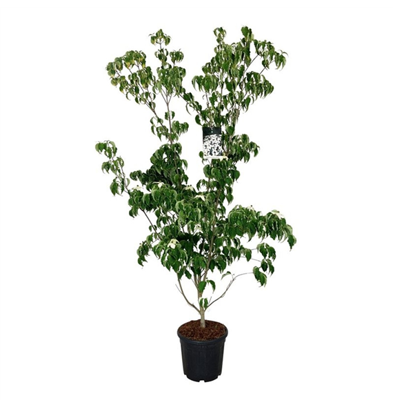 Cornus kousa 'Weisse Fontaine' F00005863