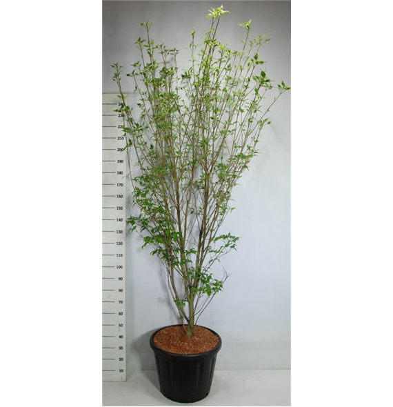 Cornus kousa 'Weisse Fontaine' F00006067