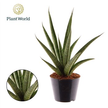 Taščin jezik - Sanseveria trifasciata trifciata Pineapple 30cm 10.5cm Q1291
