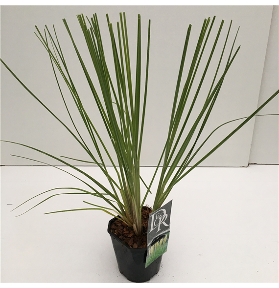 Cortaderia selloana 'Mini Pampas' F00003864