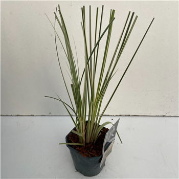 Cortaderia selloana 'Mini Silverpampas' F00003865