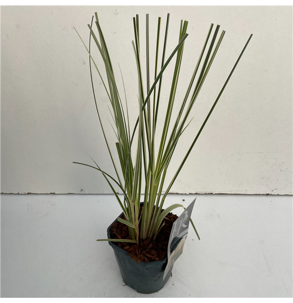 Cortaderia selloana 'Mini Silverpampas' F00003865