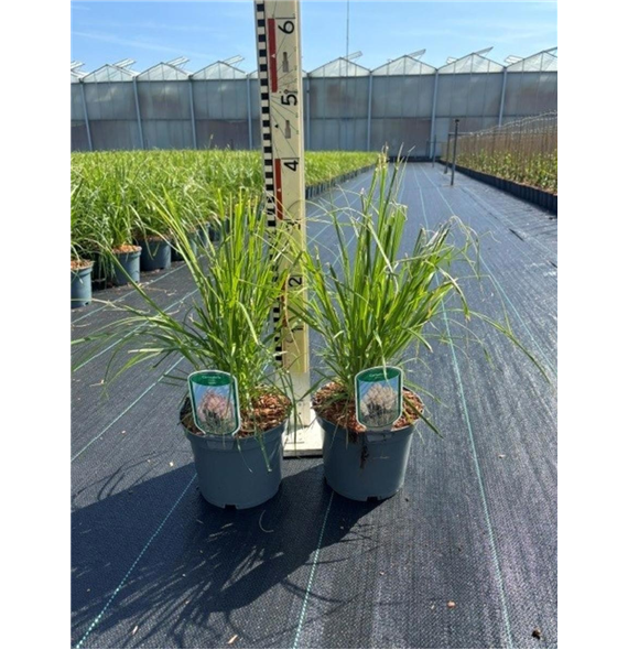 Cortaderia selloana 'Rosea' F00008284